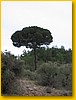 El Pino