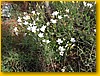 Flores Silvestres