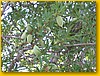 Almendro