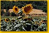 girasoles.jpeg